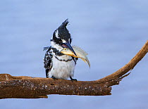 Pied kingfisher (Ceryle rudis) with a fish, Kruger National Park, South Africa.