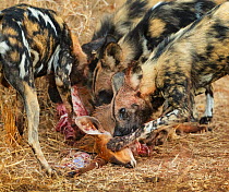 African wild dog (Lycaon pictus) eating an Impala (Aepyceros melampus) Kruger National Park, South Africa.
