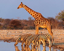 Zebra (Equus burchelli) drinking with Giraffe (Giraffa cameloparalis) behind, Etosha National Park, Namibia.