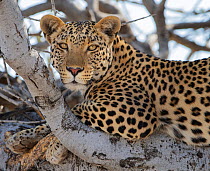 Leopard (Panthera pardus) resting in tree Etosha National Park, Namibia.