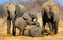 Elephant (Loxodonta africana) babies playing, Etosha National Park,Namibia.