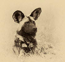 African wild dog (Lycaon pictus) portrait. Chobe National Park Botswana. Digitally enhanced sepia image.