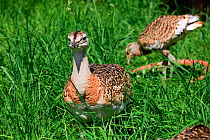 Great bustard (Otis tarda) juveniles being reared in holding pens to be released in Salisbury Plain, Wiltshire, UK. July. Small repro only.
