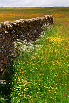 Dry stone walls in a field of Cow parsley (Anthriscus sylvestris) and Buttercups (Ranunculus acris), New House National Nature Reserve and North Pennine Dales Meadows Special Area of Conservation, Yor...