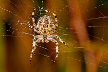 Close up of the underside of a Garden spider (Araneus diadematus) weaving its web, UK. September.