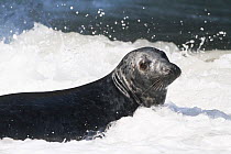 Grey seal bull (Halichoerus grypus) in surf, Little Orne, Conwy, Wales, UK. March.