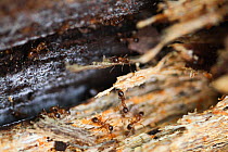 Brown tree ants (Lasius brunneus) in rotting wood, Epping Forest, Essex, UK. May.