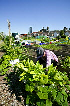 Woman tending plants in the Vetch Community Garden which was formerly a part of Swansea City football ground, Swansea, UK. July.