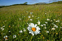 Ox-eye daisies (Leucanthemum vulgare) in grassland, Burren National Park, Republic of Ireland. June 2012.