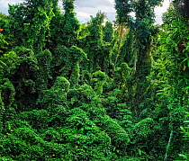 Damaged forest overgrown by various vines, a typical scene in western part of Dominica, West Indies. After hurricane Maria an unprecedented number of vines took advantage of suddenly open spaces in th...