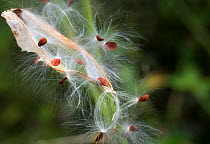 Seeds of Bloodflower plant (Asclepias curassavica) blown by wind from their pod. Dominica, Eastern Caribbean, Lesser Antilles. Focus stacked photo.