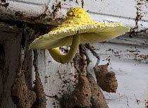 Flowerpot parasol (Leucocoprinus birnbaumii) growing inside hurricane damaged wooden house, Dominica, West Indies. November 2018