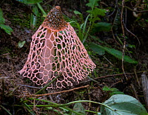 Maiden&#39;s veil stink horn fungus (Phallus indusiatus) Dominica.