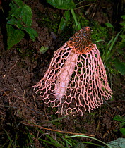 Maiden&#39;s veil stink horn fungus (Phallus indusiatus) Dominica.