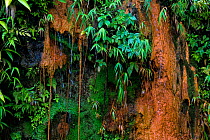 Sulphur spring dripping down on a rock in Dominica, Eastern Caribbean. The orange mineral deposit on rocks is typical of all sulphur springs there.