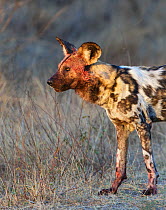 African wild dog (Lycaon pictus) Kruger National Park, South Africa.