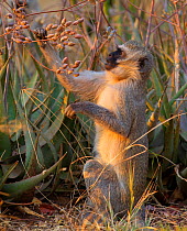 Vervet monkey (Cercopithecus aethiops) eating, Kruger National Park South Africa.