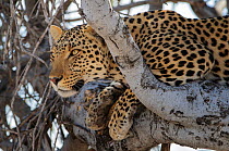 Leopard (Panthera pardus) Etosha National Park, Namibia.