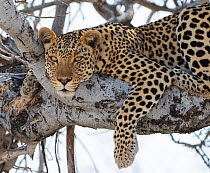 Leopard (Panthera pardus) Etosha National Park, Namibia.