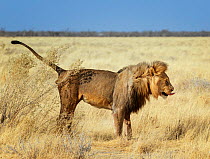Lion (Panthera leo) male, marking territory, Etosha National Park Namibia.