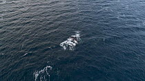 Aerial shot of a Humpback whale (Megaptera novaeangliae) surfacing to breathe, before diving again, Troms, Norway, November.