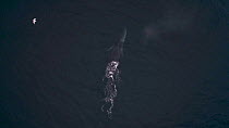 Aerial shot of a Fin whale (Balaenoptera physalus) surfacing, Skjervoy, Troms, Norway, November.