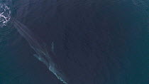 Aerial shot of a Fin whale (Balaenoptera physalus) swimming at surface, Skjervoy, Troms, Norway, November.