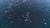Aerial shot of a pod of Killer whales (Orcinus orca) carousel feeding, Skjervoy, Troms, Norway, November.