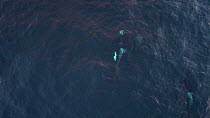 Aerial shot of a pod of Killer whales (Orcinus orca) swimming at the surface, Skjervoy, Troms, Norway, 27.11.2018