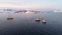 Aerial shot of a fishing boat with net full of Atlantic herring (Clupea harengus) surrounded by Killer whales (Orcinus orca) and Humpback whales (Megaptera novaeangliae), with tourist boats nearby, Sk...