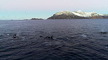 Aerial shot of a pod of Killer whales (Orcinus orca) swimming at the surface, hunting Atlantic herring (Clupea harengus), with one tail slapping, Tromvik, Troms, Norway, December.