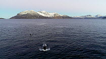 Aerial shot of a Killer whale (Orcinus orca) swimming at the surface, Tromvik, Troms, Norway, December.