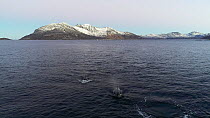 Aerial shot of a pod of Killer whales (Orcinus orca) swimming at the surface, Tromvik, Troms, Norway, December.