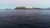 Aerial shot of a pod of Killer whales (Orcinus orca) hunting Atlantic herring (Clupea harengus), Tromvik, Troms, Norway, December.