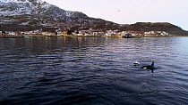 Aerial shot of Killer whale (Orcinus orca) carousel feeding close to Tromvik harbour, Troms, Norway, December.