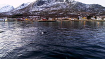 Aerial shot of Killer whale (Orcinus orca) carousel feeding close to Tromvik harbour, Troms, Norway, December.