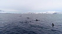 Aerial shot of a group of Killer whales (Orcinus orca) tail slapping, shot pans to the right, Skjervoy, Troms, Norway, November.