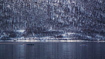 Humpback whale (Megaptera novaengliae) resting in a fjord, Troms, Norway, January.