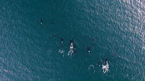 Aerial shot of a pod of Killer whales (Orcinus orca) swimming, Sommaroy, Troms, Norway, January.