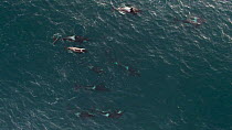 Aerial shot of a pod of Killer whales (Orcinus orca) swimming at the surface, Sommaroy, Troms, Norway, January.
