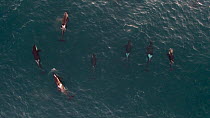 Aerial shot of a pod of Killer whales (Orcinus orca) socialising near the surface, Sommaroy, Troms, Norway, January.