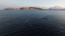 Aerial shot of three Humpback whales (Megaptera novaeangliae) resting, Sommaroy, Troms, Norway, January.