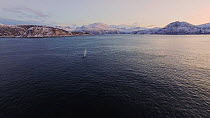 Aerial shot of two Humpback whales (Megaptera novaeangliae) coming to the surface to breathe, Sommaroy, Troms, Norway, January.