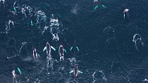 Aerial shot of a large group of Humpback whales (Megaptera novaeangliae), Troms, Norway, January.