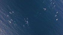 Aerial shot of a large group of Humpback whales (Megaptera novaeangliae) breathing at the surface, Troms, Norway, January.
