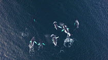Aerial shot of a large group of Humpback whales (Megaptera novaeangliae), Troms, Norway, January.