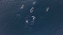 Aerial shot of five Humpback whales (Megaptera novaeangliae) at surface, Troms, Norway, January.