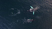 Aerial shot of two Humpback whales (Megaptera novaeangliae) breathing at surface, one dives, Troms, Norway, January.