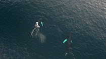 Aerial shot of two Humpback whales (Megaptera novaeangliae) breathing at surface, swimming, Troms, Norway, January.