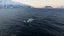 Aerial shot of a Humpback whale (Megaptera novaeangliae) surfacing to breathe, Troms, Norway, January.